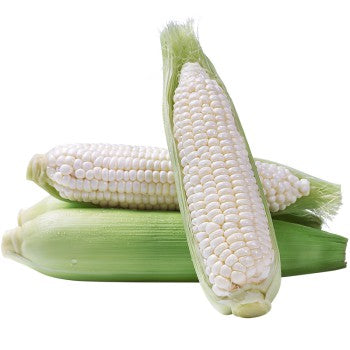 White Corn