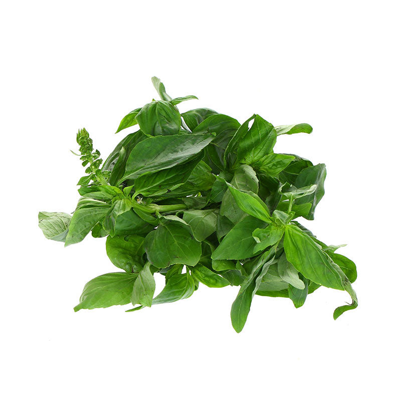 Basil