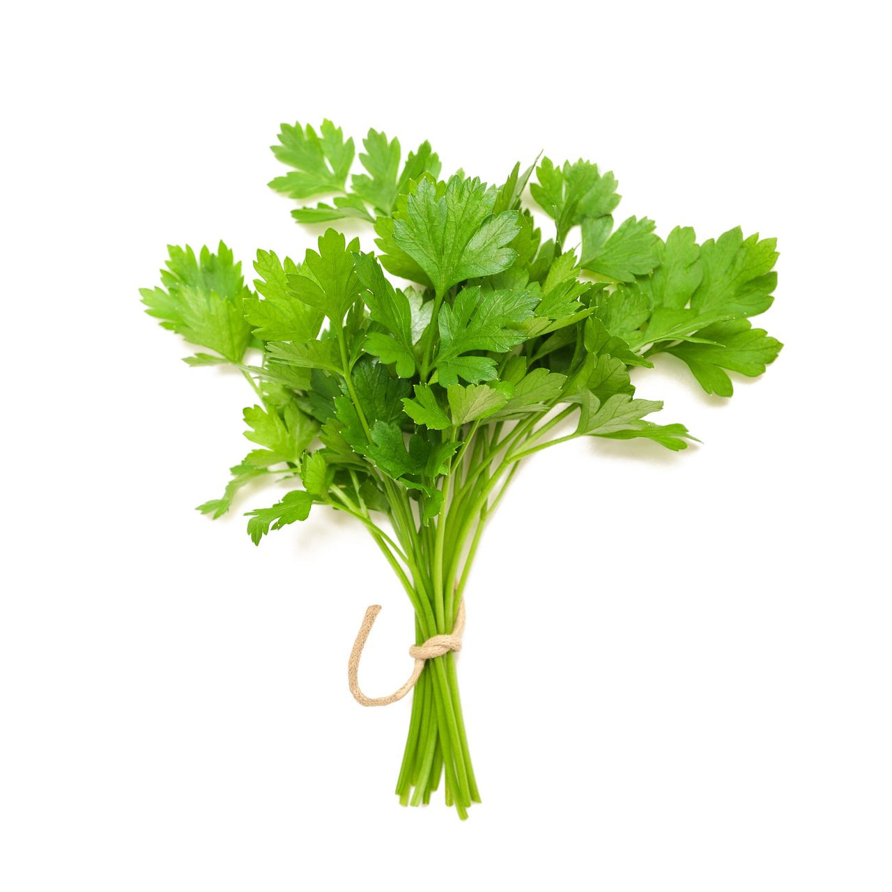 Cilantro