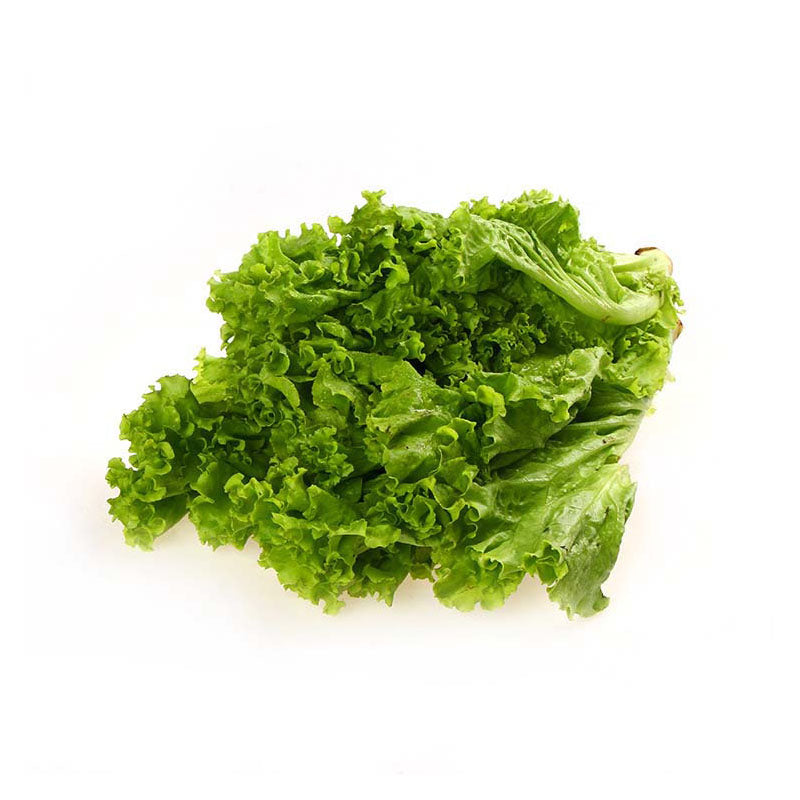 Green Ice Lettuce