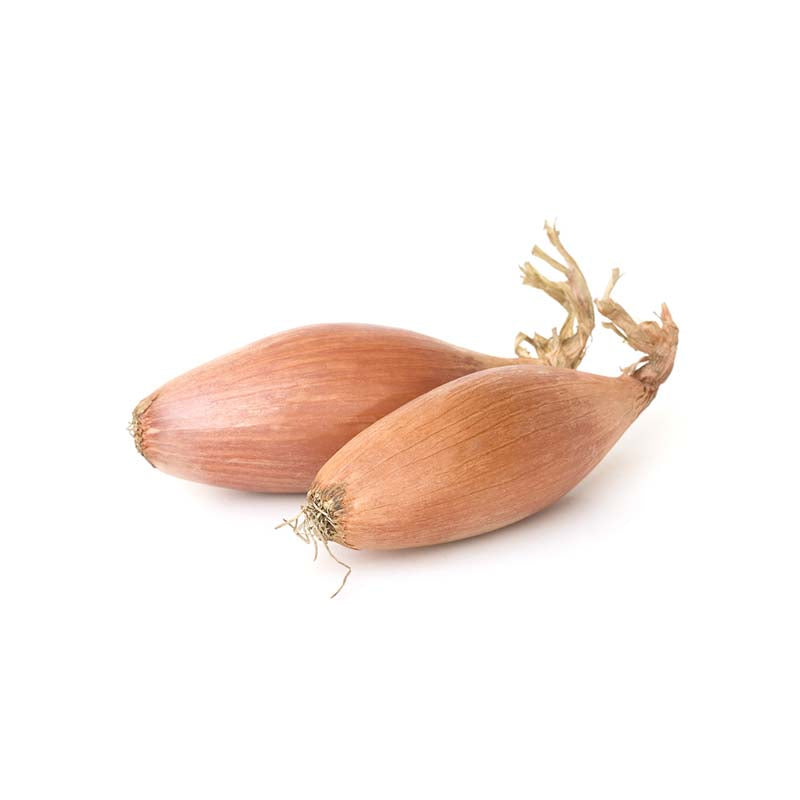 Shallot